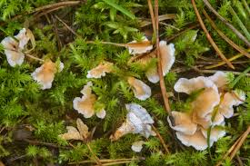 Attēlu rezultāti vaicājumam “Sistotrema confluens”