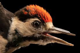 Attēlu rezultāti vaicājumam “Dendrocopos major juvenile”