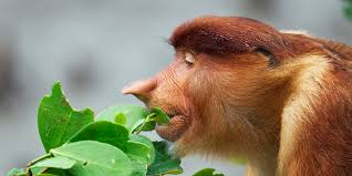 Attēlu rezultāti vaicājumam “Primates”