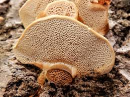 Attēlu rezultāti vaicājumam “Coriolopsis trogii”