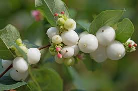 Attēlu rezultāti vaicājumam “Symphoricarpos albus fruit”