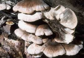 Attēlu rezultāti vaicājumam “Lentinellus ursinus”