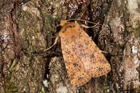 Attēlu rezultāti vaicājumam “Conistra rubiginea”