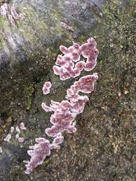 Attēlu rezultāti vaicājumam “Chondrostereum purpureum”