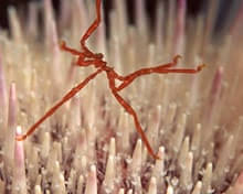 Attēlu rezultāti vaicājumam “Octospora humosa”