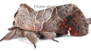 Attēlu rezultāti vaicājumam “Notodontidae”