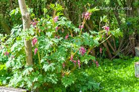 Image result for tränendes Herz