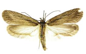 Attēlu rezultāti vaicājumam “Depressaria olerella imago”