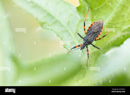 Attēlu rezultāti vaicājumam “Rhynocoris annulatus”