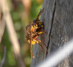 Attēlu rezultāti vaicājumam “Dolichovespula media”