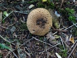 Attēlu rezultāti vaicājumam “Lepiota aspera”