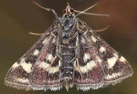 Attēlu rezultāti vaicājumam “Pyrausta purpuralis”