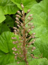 Image result for Petasites officinalis