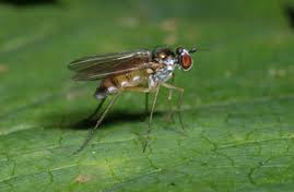 Attēlu rezultāti vaicājumam “Dolichopodidae”