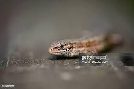 Attēlu rezultāti vaicājumam “Lacerta vivipara”