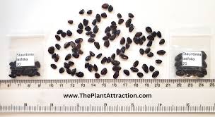 Attēlu rezultāti vaicājumam “Cinna latifolia fruit”