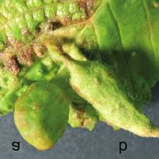 Attēlu rezultāti vaicājumam “Tetraneura ulmi”