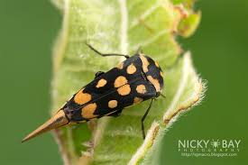 Attēlu rezultāti vaicājumam “Mordellidae”