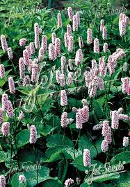 Attēlu rezultāti vaicājumam “Bistorta major fruit”