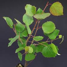 Attēlu rezultāti vaicājumam “Populus tremula”