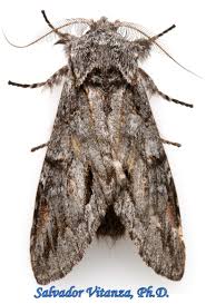 Attēlu rezultāti vaicājumam “Notodontidae”