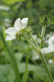 Attēlu rezultāti vaicājumam “Fragaria moschata flower”