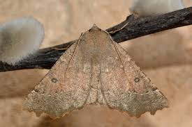 Attēlu rezultāti vaicājumam “Odontopera bidentata”