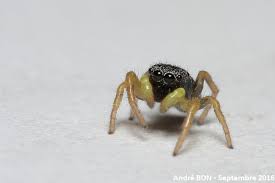 Attēlu rezultāti vaicājumam “Heliophanus sp.”