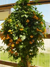 Image result for Thunbergia alata