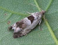 Attēlu rezultāti vaicājumam “Epinotia ramella”