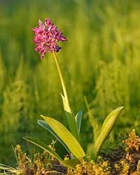 Attēlu rezultāti vaicājumam “Orchis militaris flower”