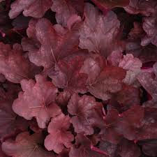 Image result for Heuchera `Swirling Fantasy`