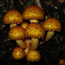 Attēlu rezultāti vaicājumam “Pholiota aurivella”