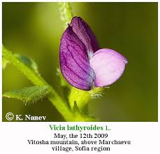 Attēlu rezultāti vaicājumam “Vicia lathyroides”