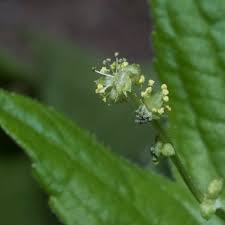 Attēlu rezultāti vaicājumam “Mercurialis perennis fruit”