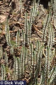 Attēlu rezultāti vaicājumam “Hippuridaceae”