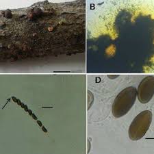 Attēlu rezultāti vaicājumam “Hypoxylon fragiforme / howeianum”