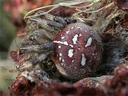 Attēlu rezultāti vaicājumam “Araneus quadratus male”