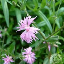Attēlu rezultāti vaicājumam “Lychnis flos-cuculi flower”