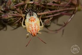 Attēlu rezultāti vaicājumam “Carpocoris sp.”