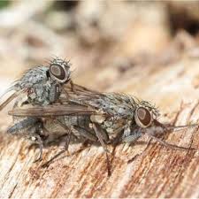 Attēlu rezultāti vaicājumam “Paramesus obtusifrons”