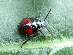 Attēlu rezultāti vaicājumam “Zicrona caerulea nymph”