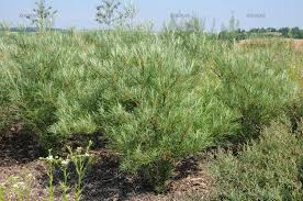 Attēlu rezultāti vaicājumam “Salix repens subsp. rosmarinifolia”