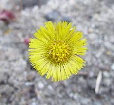 Attēlu rezultāti vaicājumam “Tussilago farfara leaf”