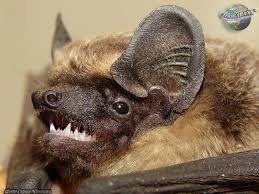 Attēlu rezultāti vaicājumam “Vespertilio murinus”