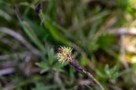 Attēlu rezultāti vaicājumam “Carex caryophyllea flower”