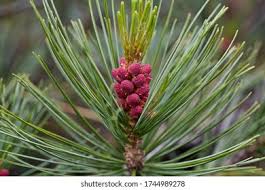 Attēlu rezultāti vaicājumam “Pinus pumila male flower”