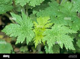 Attēlu rezultāti vaicājumam “Leonurus cardiaca leaf”