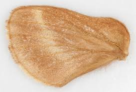 Attēlu rezultāti vaicājumam “Malacosoma castrensis male”