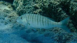 Image result for Lithognathus mormyrus